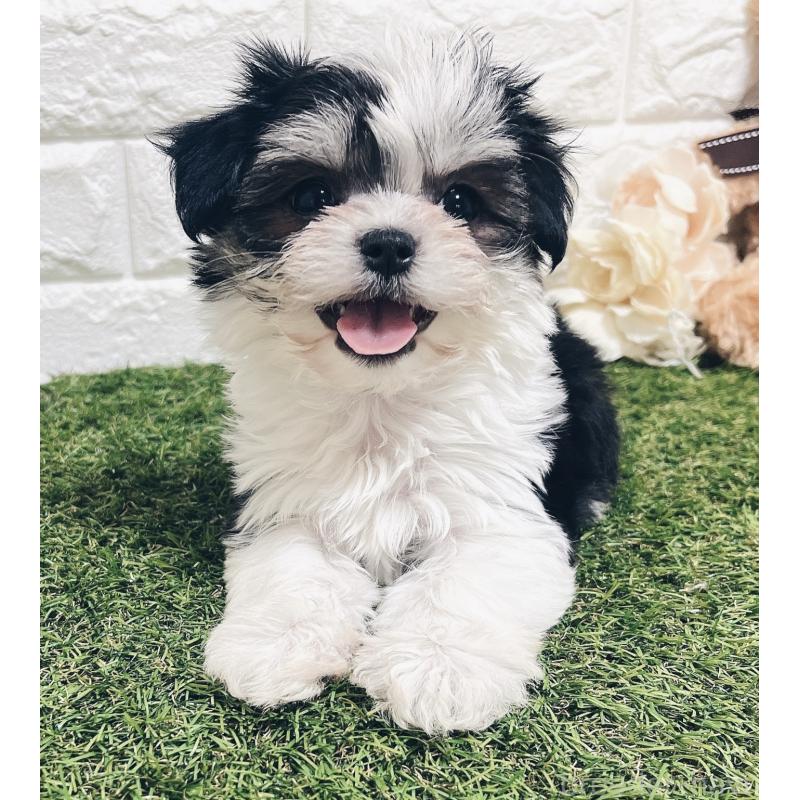 販売中の福岡県のチワマル:チワワ×マルチーズ-414967