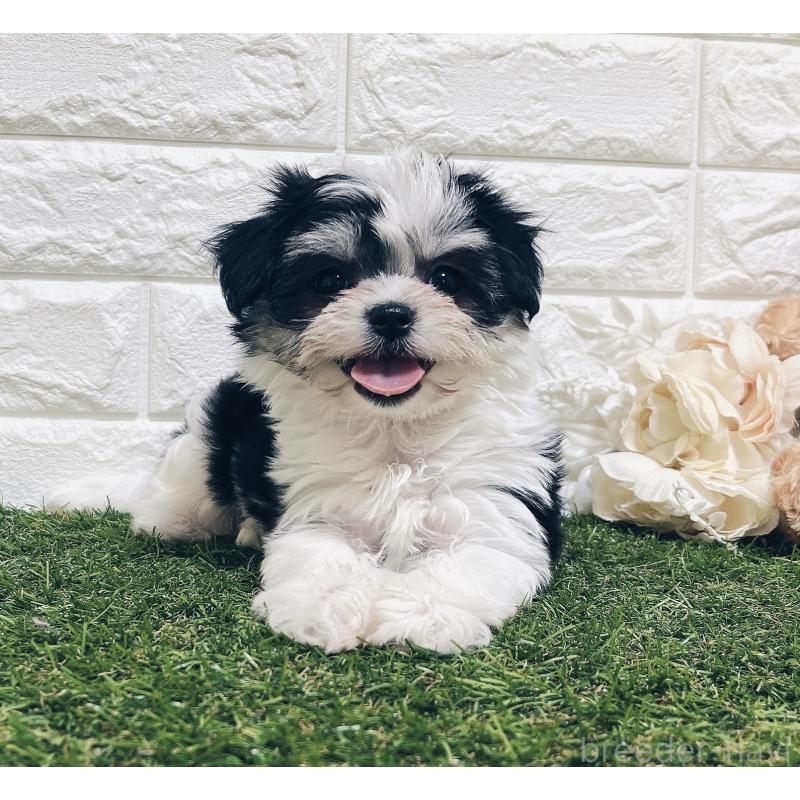 成約済の福岡県のチワマル:チワワ×マルチーズ-414967の20枚目