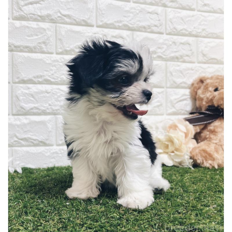 成約済の福岡県のチワマル:チワワ×マルチーズ-414967の19枚目