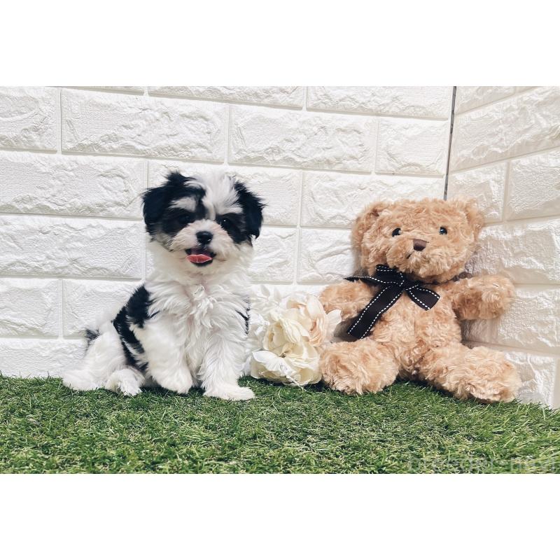 成約済の福岡県のチワマル:チワワ×マルチーズ-414967の18枚目