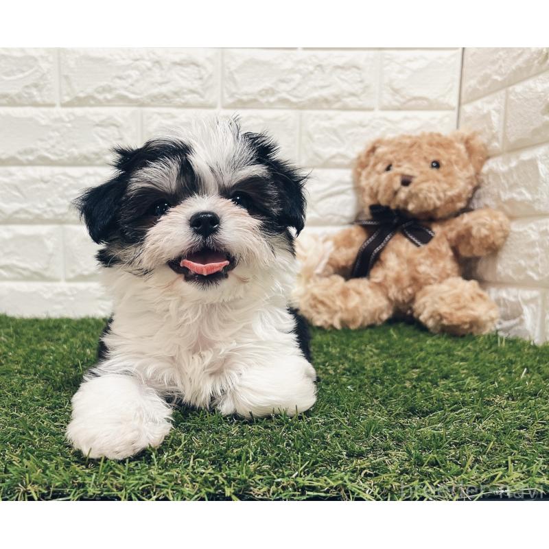 成約済の福岡県のチワマル:チワワ×マルチーズ-414967の17枚目