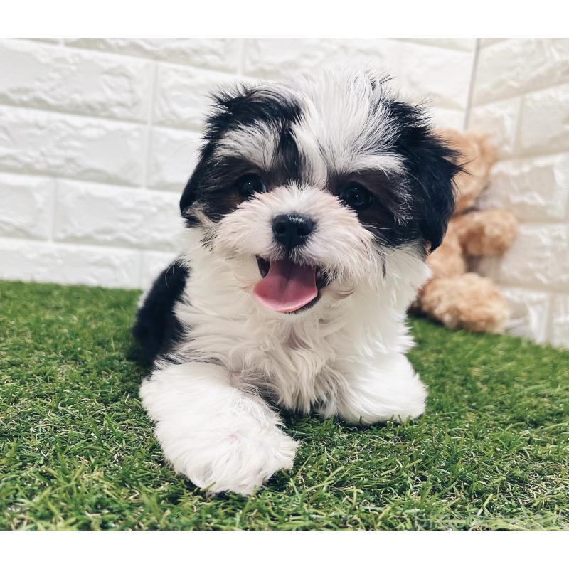 成約済の福岡県のチワマル:チワワ×マルチーズ-414967の16枚目