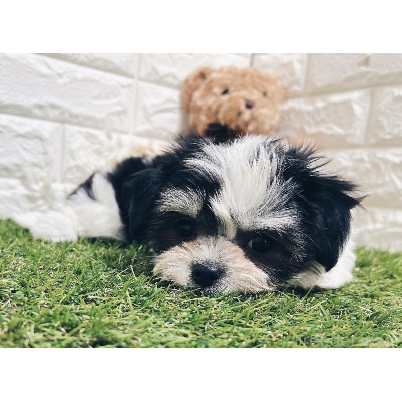 成約済の福岡県のチワマル:チワワ×マルチーズ-414967の13枚目