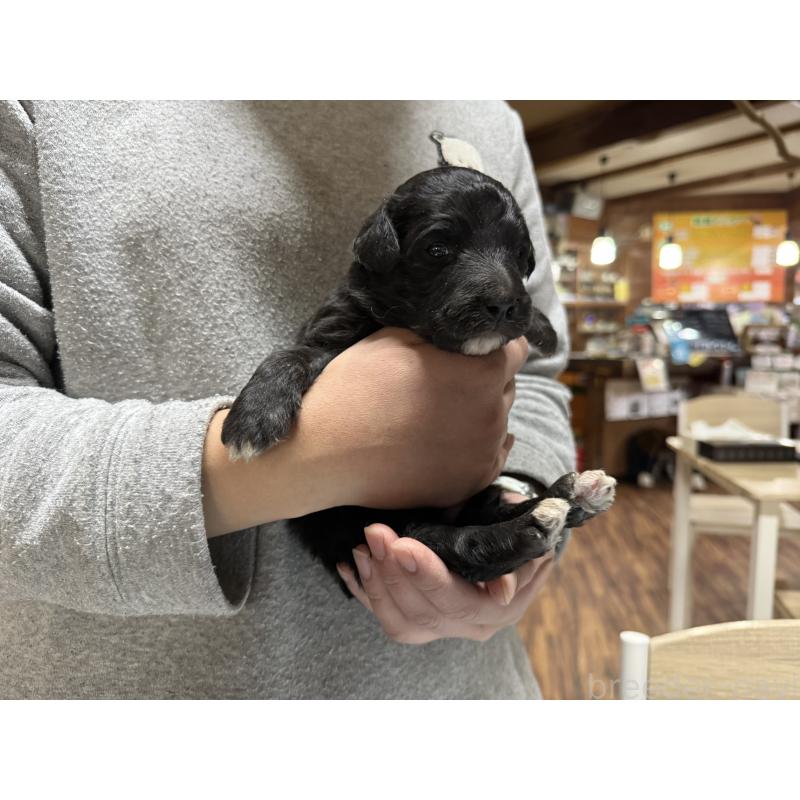 販売中の長野県のボードゥードル:ボーダーコリー×プードル-426714の5枚目