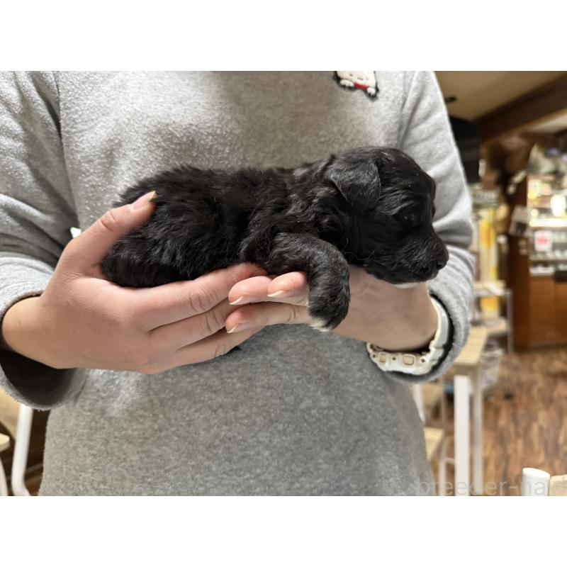 販売中の長野県のボードゥードル:ボーダーコリー×プードル-426714の4枚目