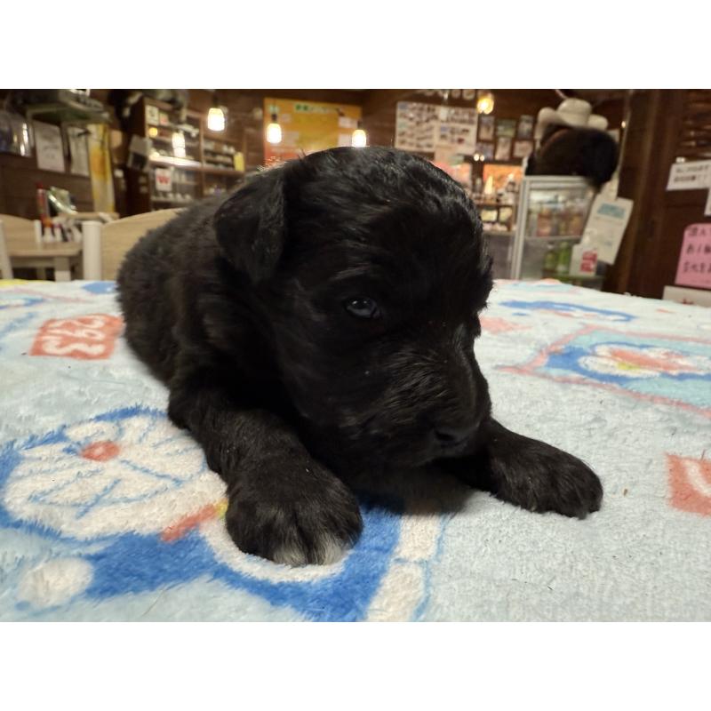 販売中の長野県のボードゥードル:ボーダーコリー×プードル-426714の2枚目