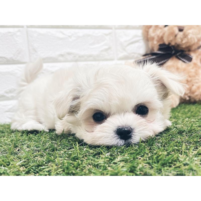 販売中の福岡県のチワマル:チワワ×マルチーズ-414966