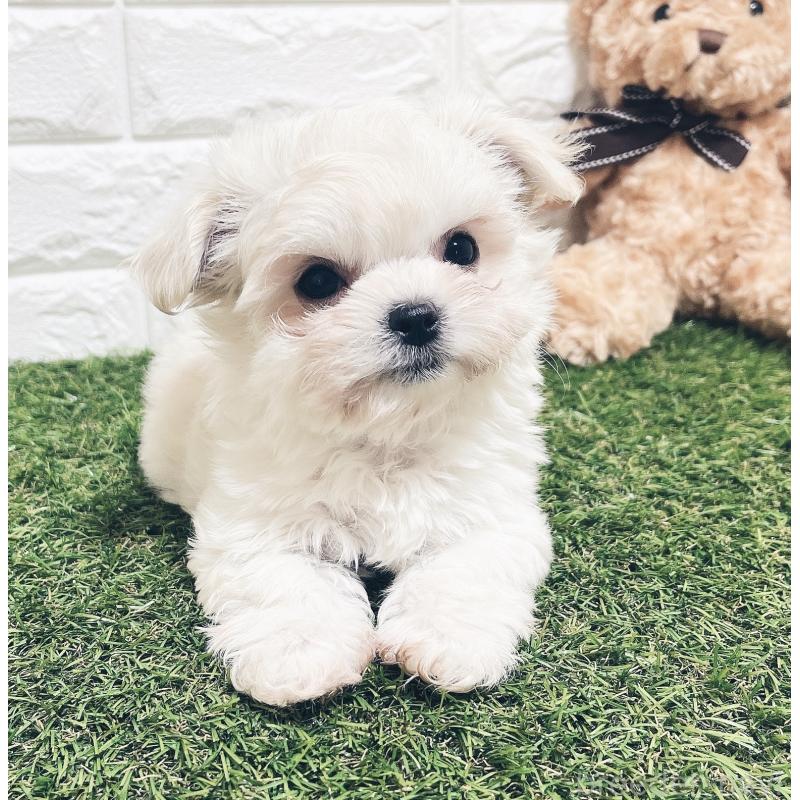 販売中の福岡県のチワマル:チワワ×マルチーズ-414966の18枚目