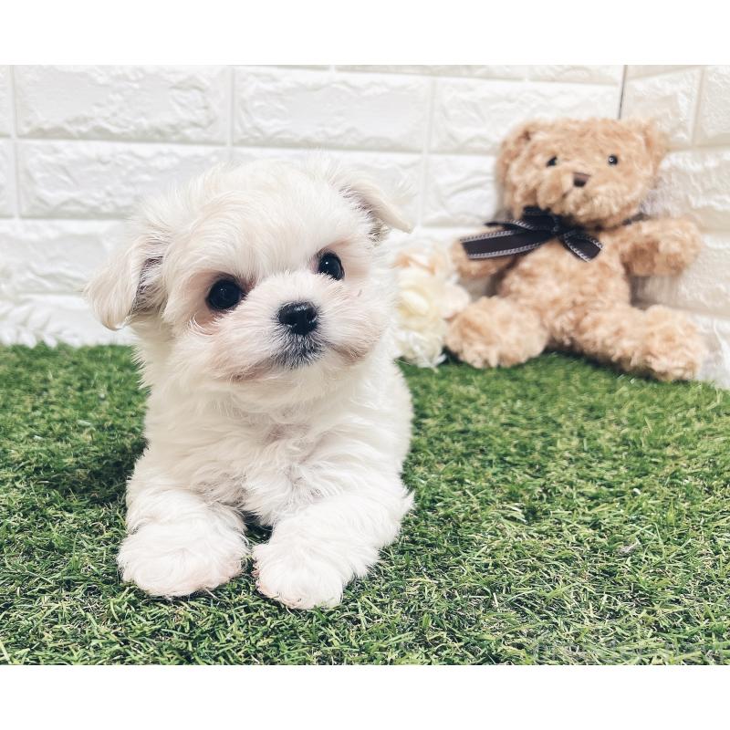 販売中の福岡県のチワマル:チワワ×マルチーズ-414966の17枚目