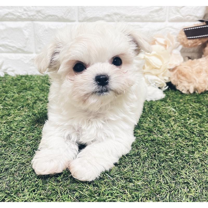 販売中の福岡県のチワマル:チワワ×マルチーズ-414966の16枚目