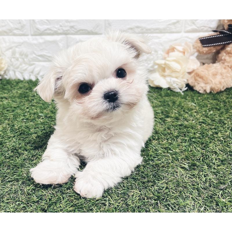 販売中の福岡県のチワマル:チワワ×マルチーズ-414966の15枚目