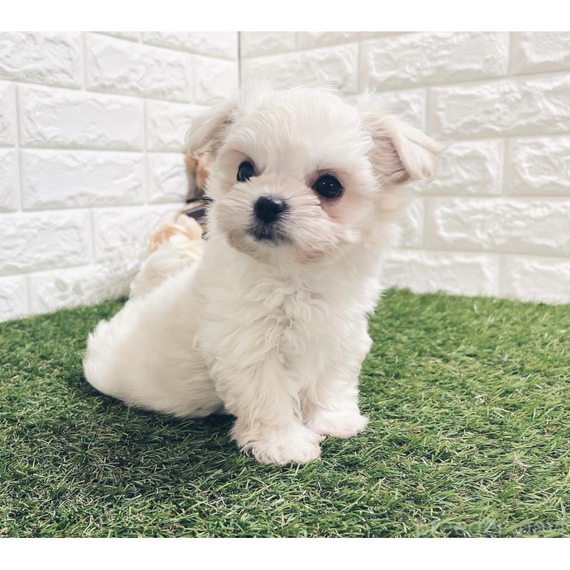 販売中の福岡県のチワマル:チワワ×マルチーズ-414966の14枚目