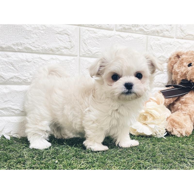 販売中の福岡県のチワマル:チワワ×マルチーズ-414966の13枚目