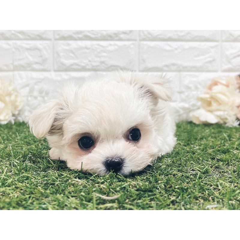 販売中の福岡県のチワマル:チワワ×マルチーズ-414966の12枚目