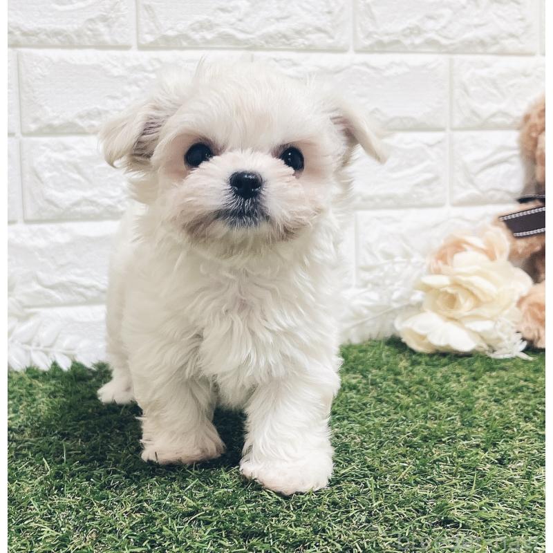 販売中の福岡県のチワマル:チワワ×マルチーズ-414966の11枚目