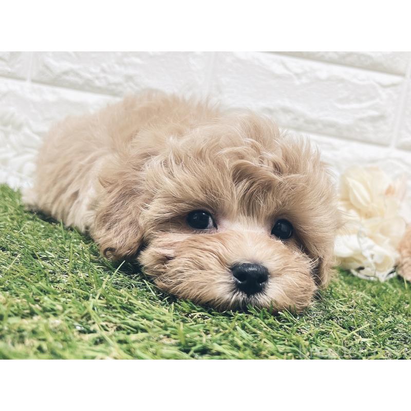 販売中の福岡県のマルプー:マルチーズ×トイプードル-416589の15枚目