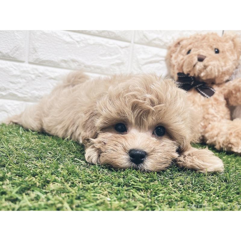 販売中の福岡県のマルプー:マルチーズ×トイプードル-416589の12枚目