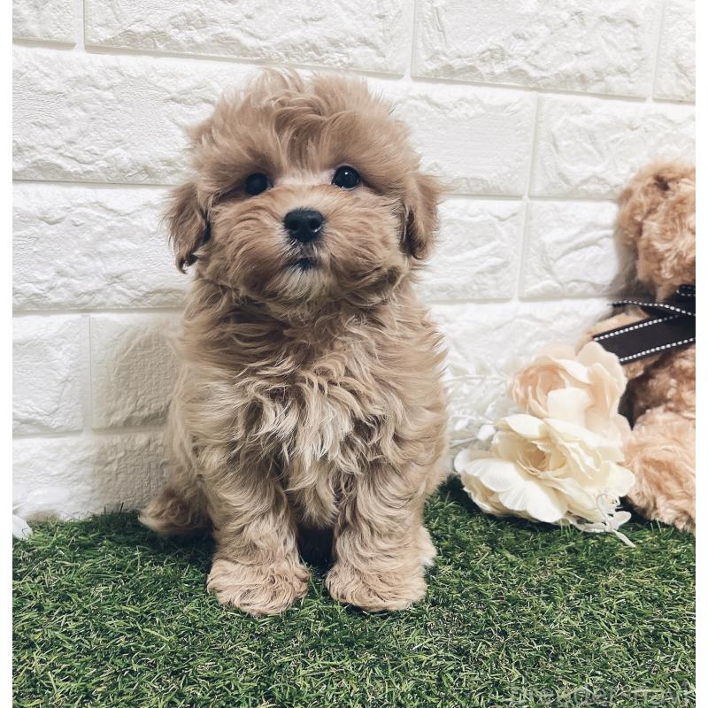 販売中の福岡県のマルプー:マルチーズ×トイプードル-416589の10枚目