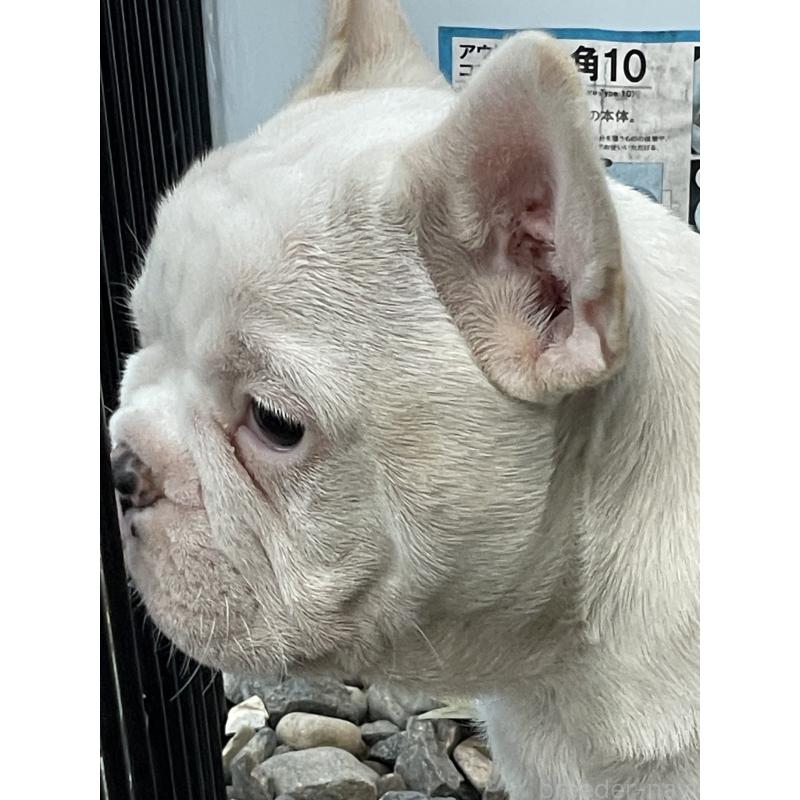 販売中の三重県のフレンチブルドッグ-417885の9枚目