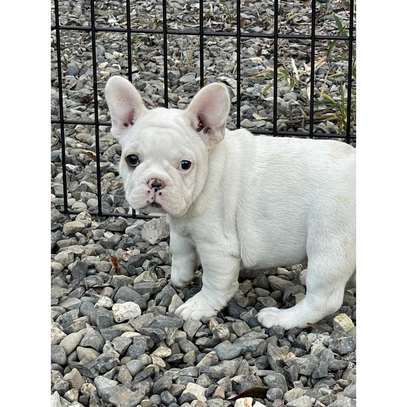 販売中の三重県のフレンチブルドッグ-417885の8枚目
