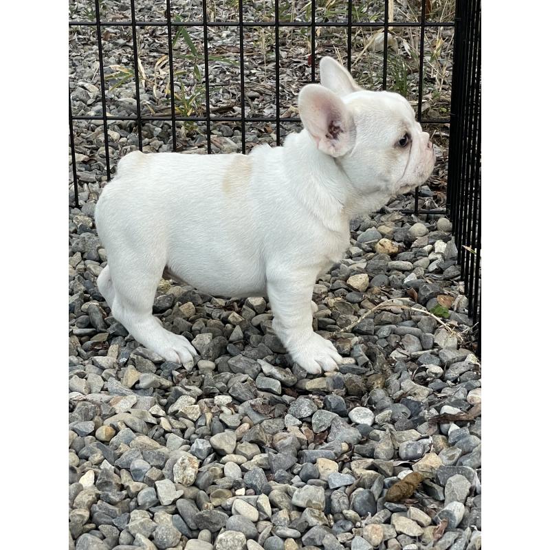 販売中の三重県のフレンチブルドッグ-417885の7枚目