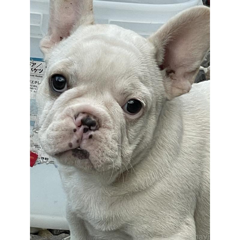 販売中の三重県のフレンチブルドッグ-417885の6枚目