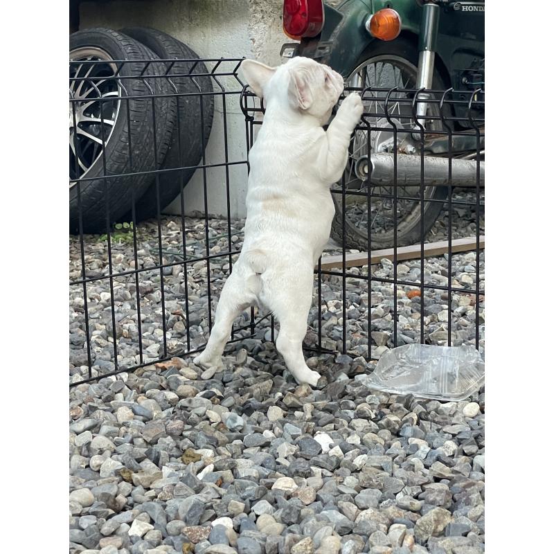 販売中の三重県のフレンチブルドッグ-417885の5枚目