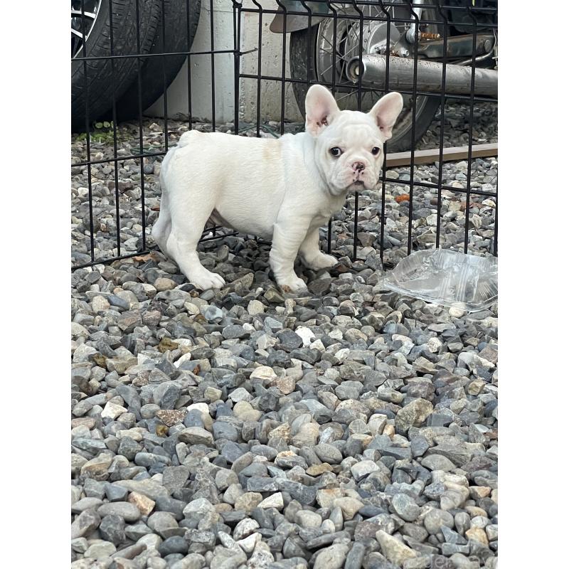 販売中の三重県のフレンチブルドッグ-417885の4枚目