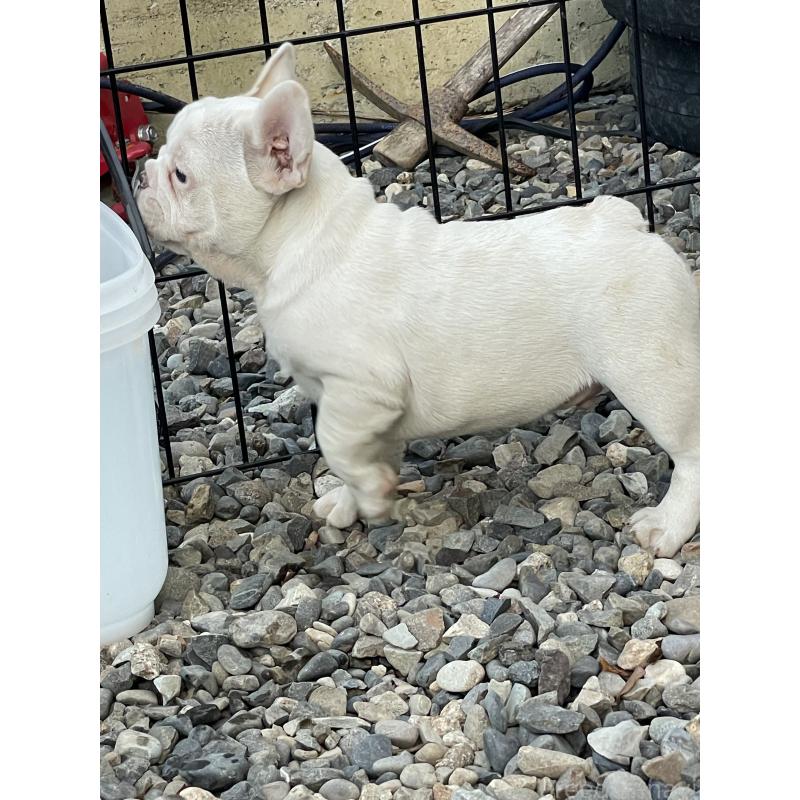 販売中の三重県のフレンチブルドッグ-417885の3枚目