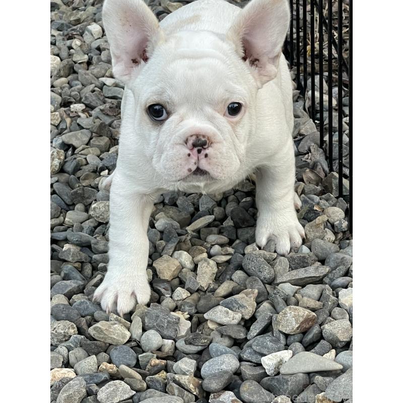 販売中の三重県のフレンチブルドッグ-417885の2枚目