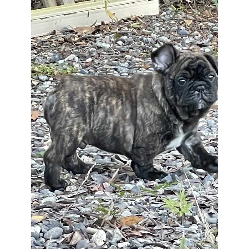 販売中の三重県のフレンチブルドッグ-417888の6枚目