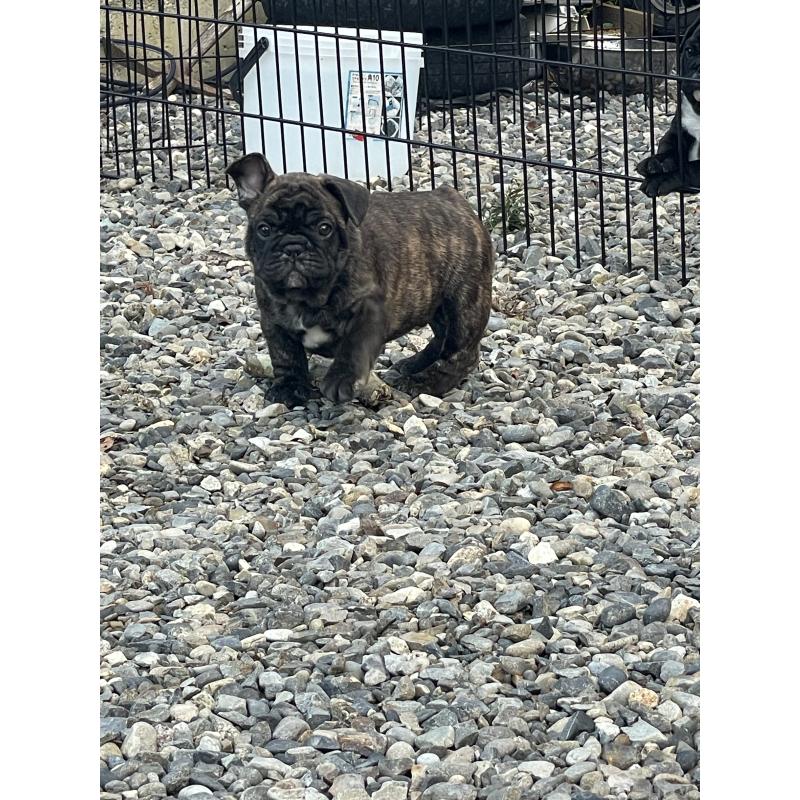 販売中の三重県のフレンチブルドッグ-417888の5枚目