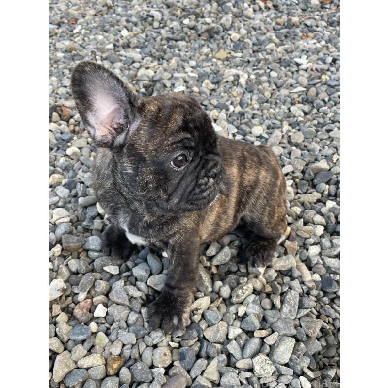 販売中の三重県のフレンチブルドッグ-417888の4枚目