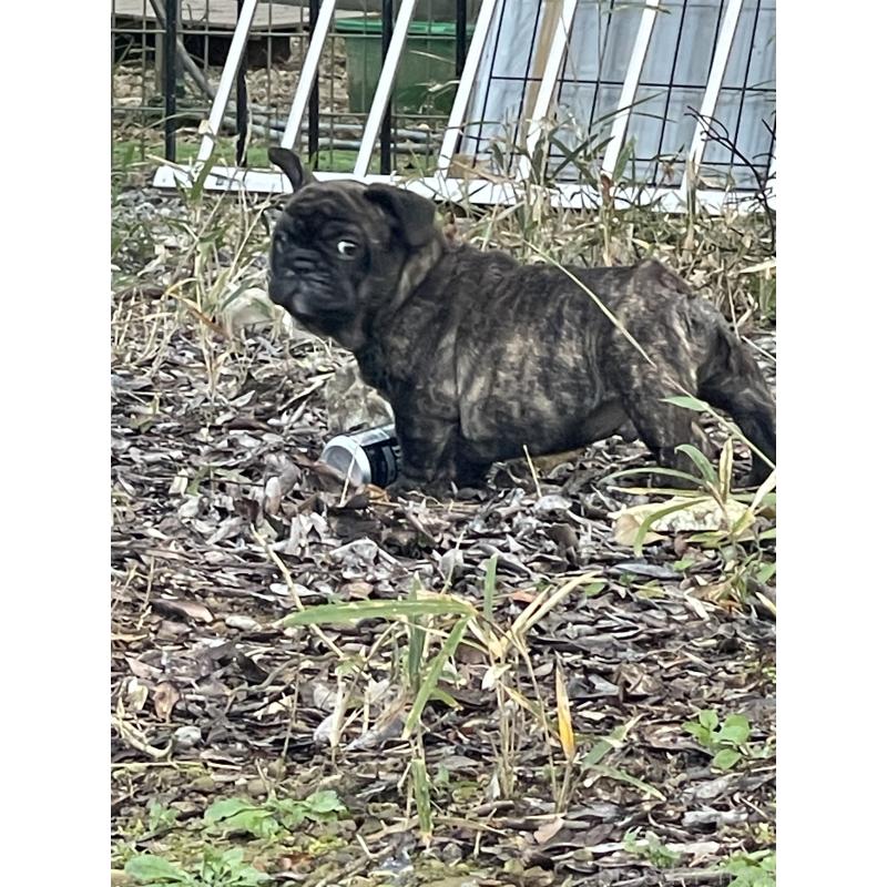 販売中の三重県のフレンチブルドッグ-417888の3枚目