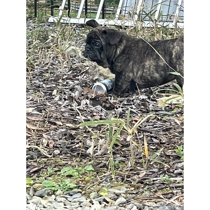 販売中の三重県のフレンチブルドッグ-417888の2枚目