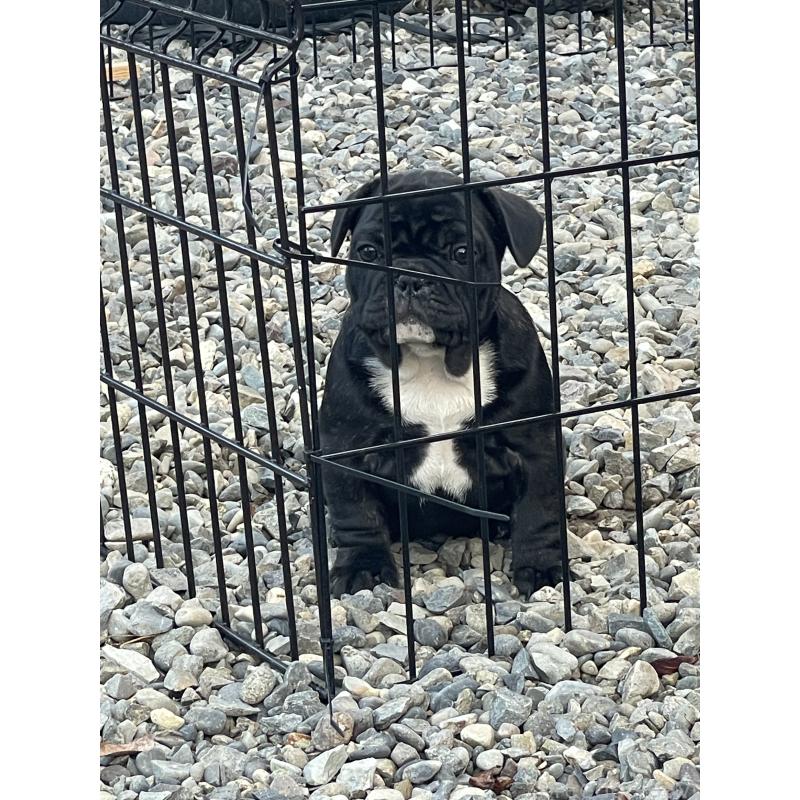 販売中の三重県のフレンチブルドッグ-417886の7枚目