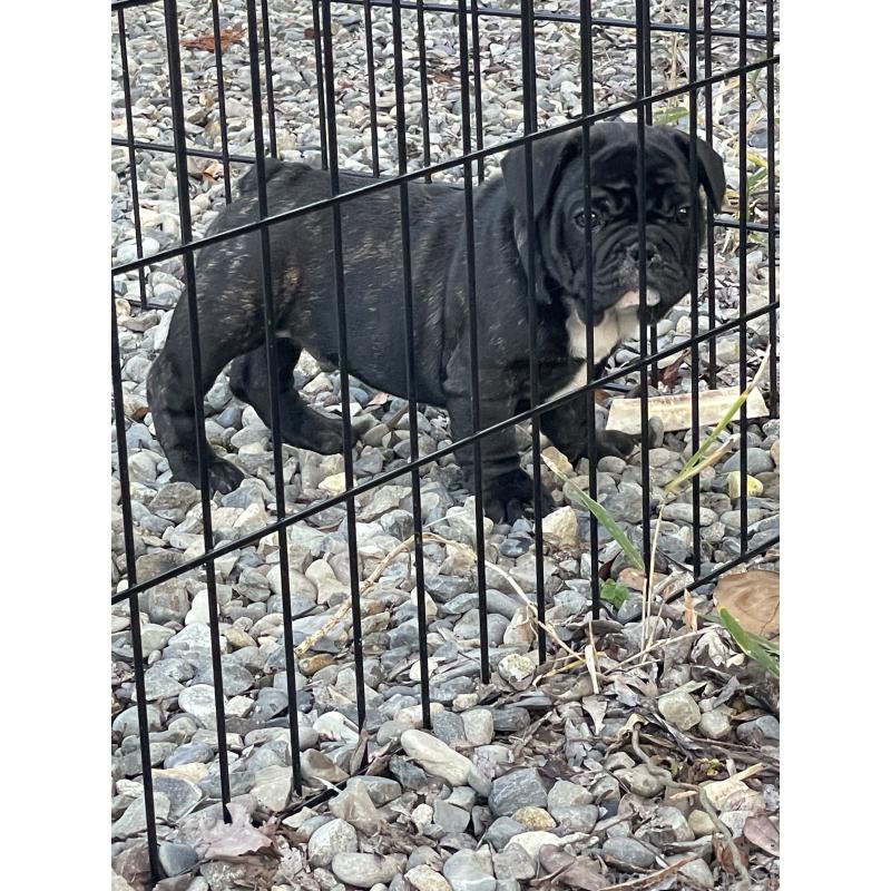 販売中の三重県のフレンチブルドッグ-417886の6枚目