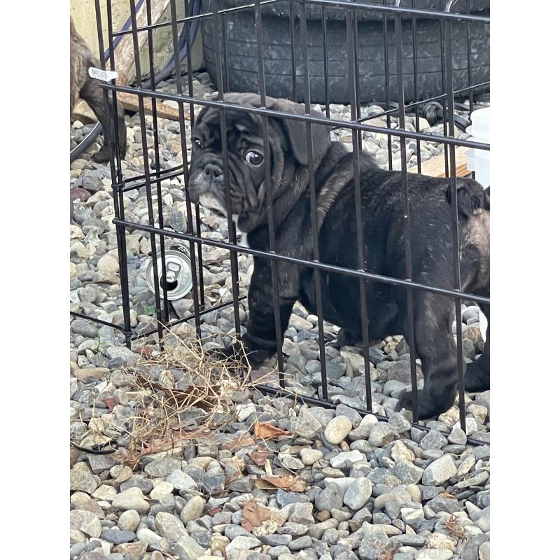 販売中の三重県のフレンチブルドッグ-417886の5枚目