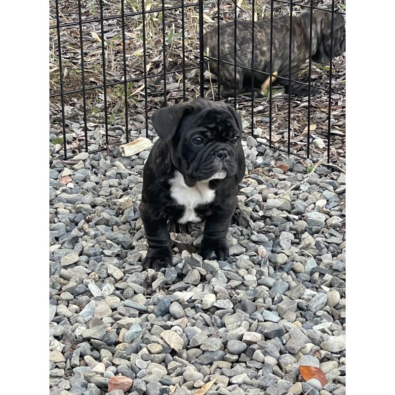 販売中の三重県のフレンチブルドッグ-417886の4枚目