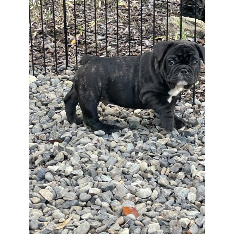 販売中の三重県のフレンチブルドッグ-417886の3枚目