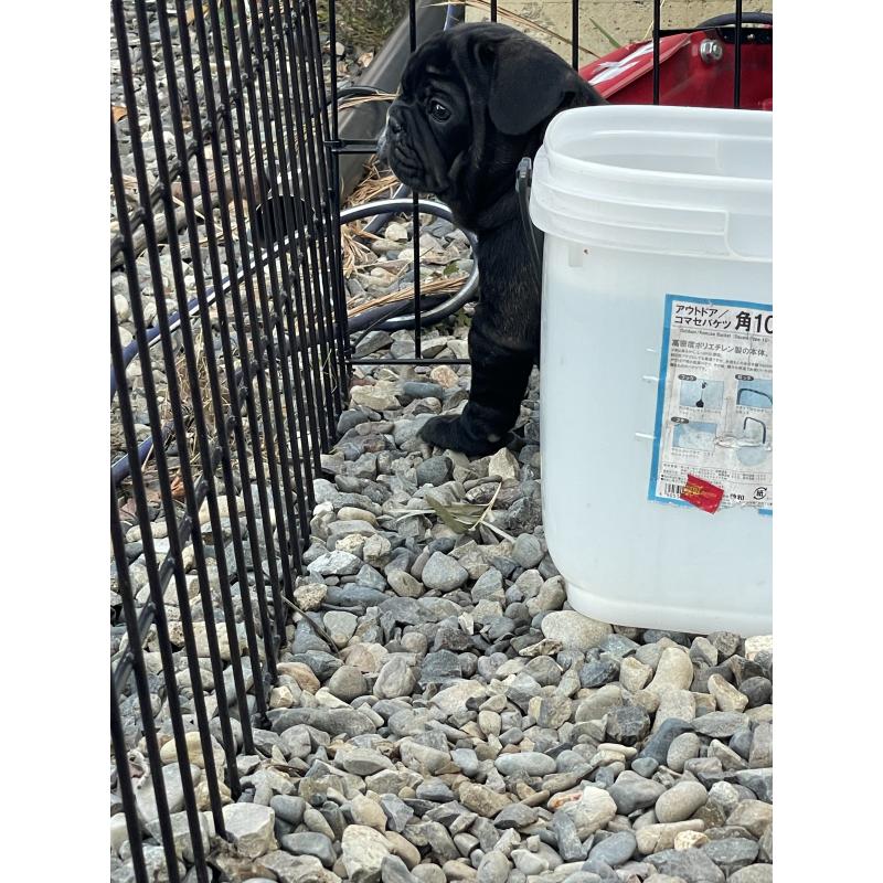 販売中の三重県のフレンチブルドッグ-417886の2枚目