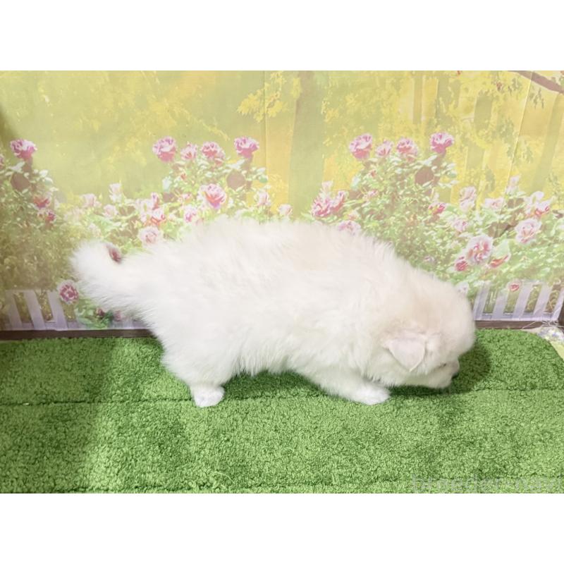 販売中の埼玉県の日本スピッツ-426718の3枚目