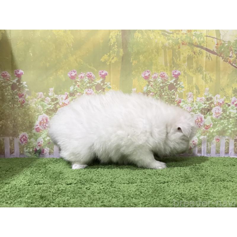 販売中の埼玉県の日本スピッツ-426718の2枚目