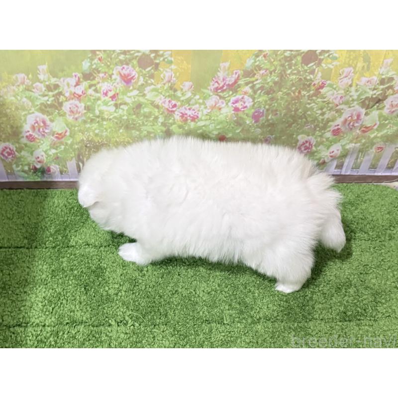 販売中の埼玉県の日本スピッツ-426720の3枚目