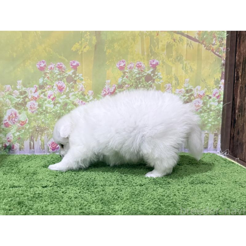 販売中の埼玉県の日本スピッツ-426720の2枚目