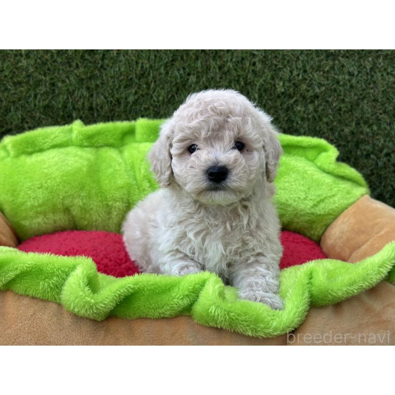 販売中の滋賀県のビションプー:ビションフリーゼ×トイプードル-426722の5枚目