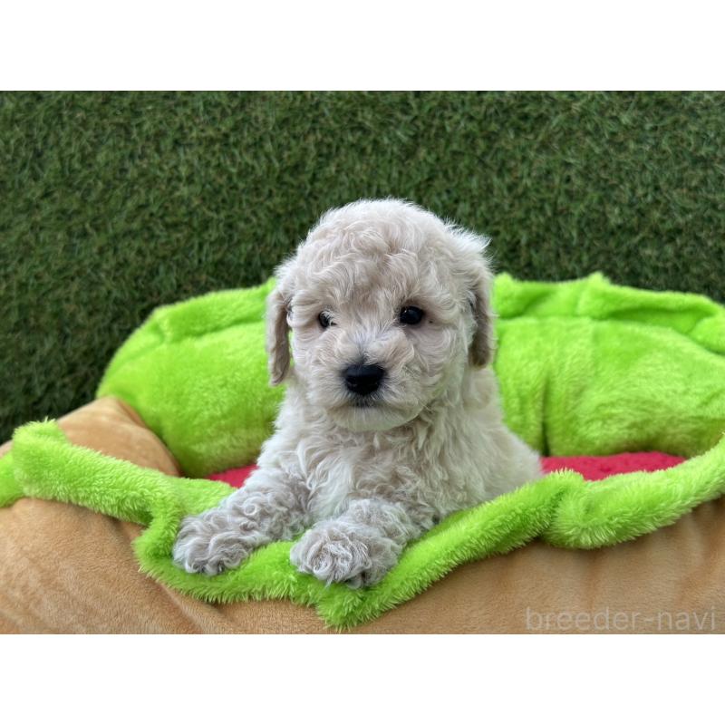 販売中の滋賀県のビションプー:ビションフリーゼ×トイプードル-426722の4枚目