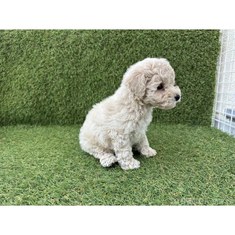 販売中の滋賀県のビションプー:ビションフリーゼ×トイプードル-426722の3枚目