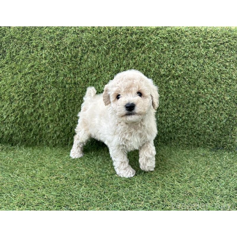 販売中ののビションプー:ビションフリーゼ×トイプードル-426722