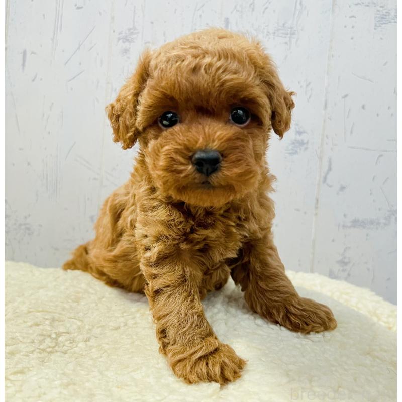 販売中の千葉県のトイプードル-426721の1枚目